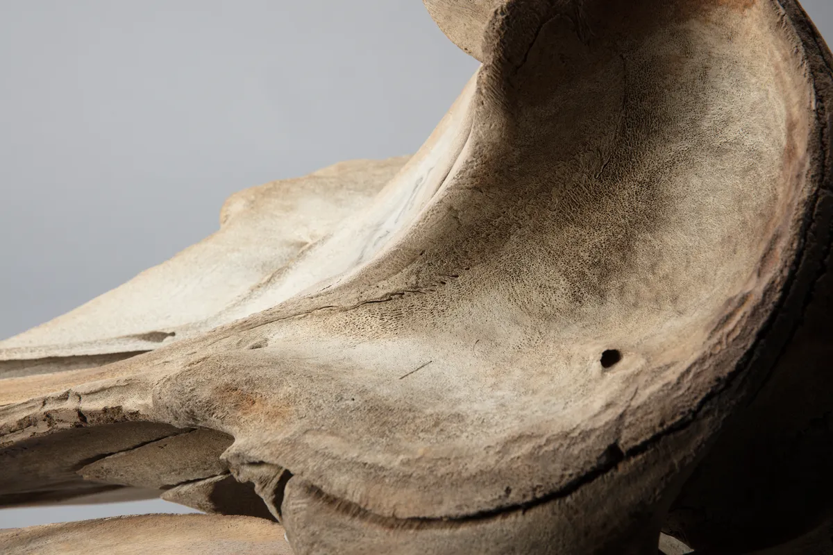 Cuvier's Beaked Whale