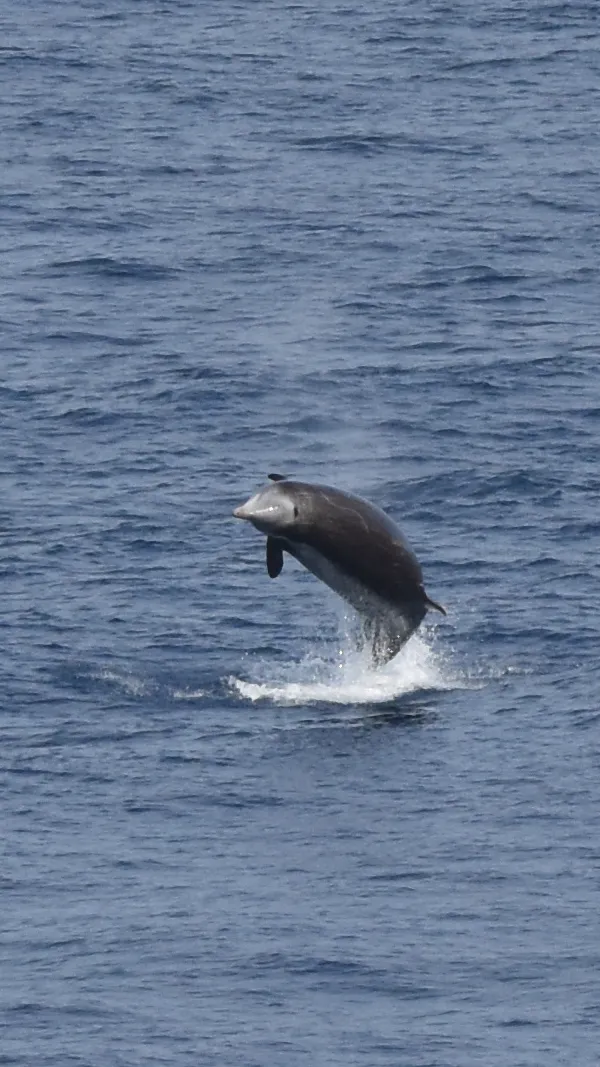 Cuvier's Beaked Whale