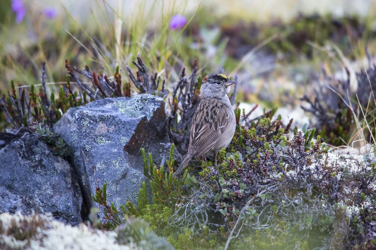 Zonotrichia atricapilla
