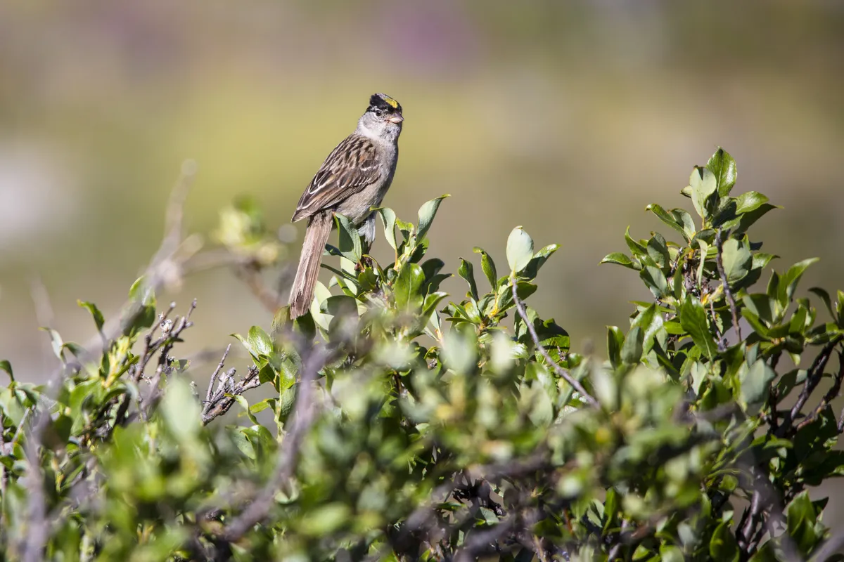 Gorrión Coronado Dorado