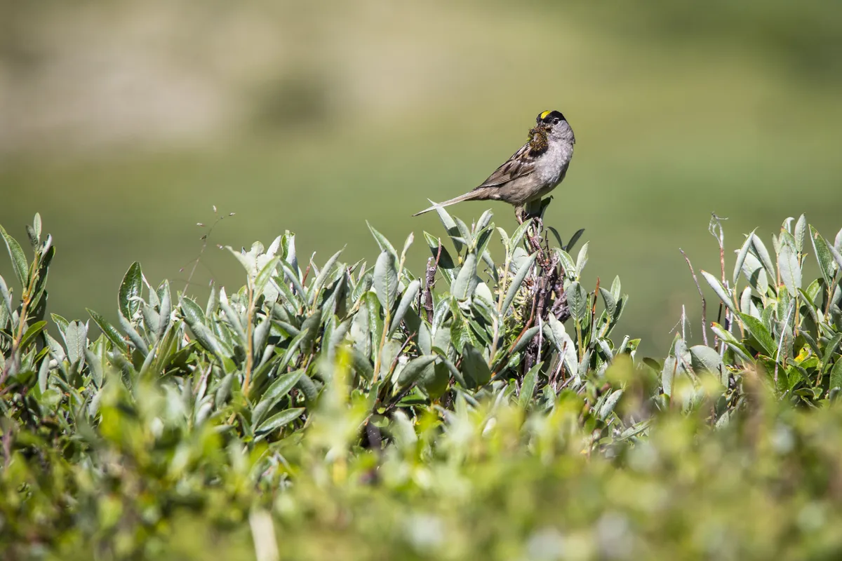 Gorrión Coronado Dorado