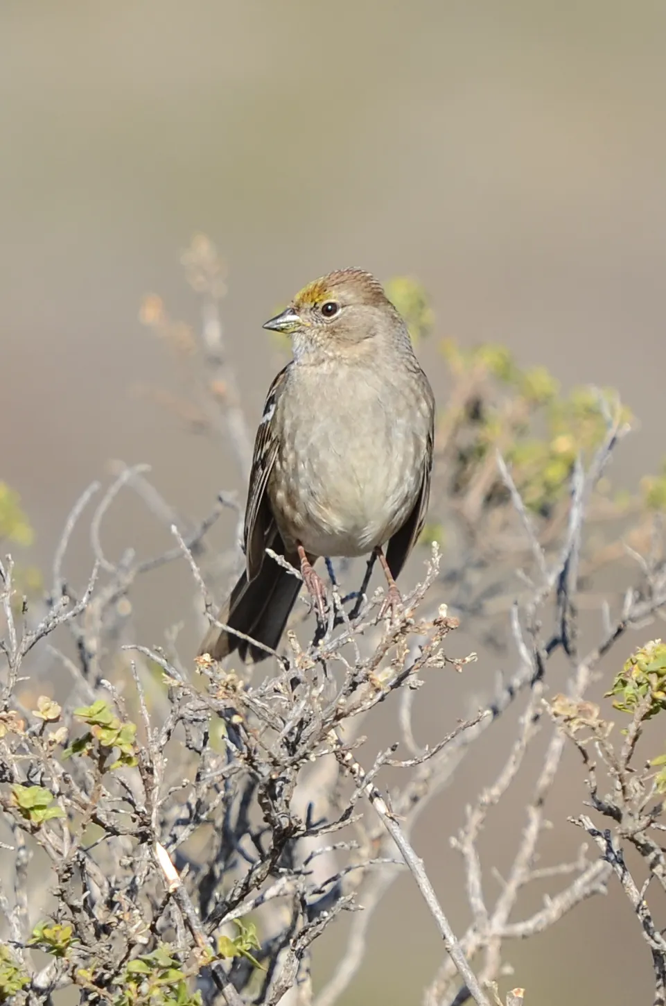 Gorrión Coronado Dorado