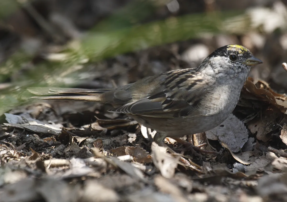 Gorrión Coronado Dorado