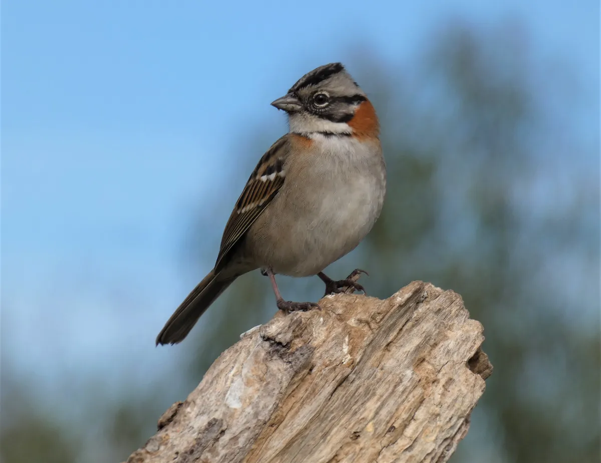 Gorrión de Collar Rufo