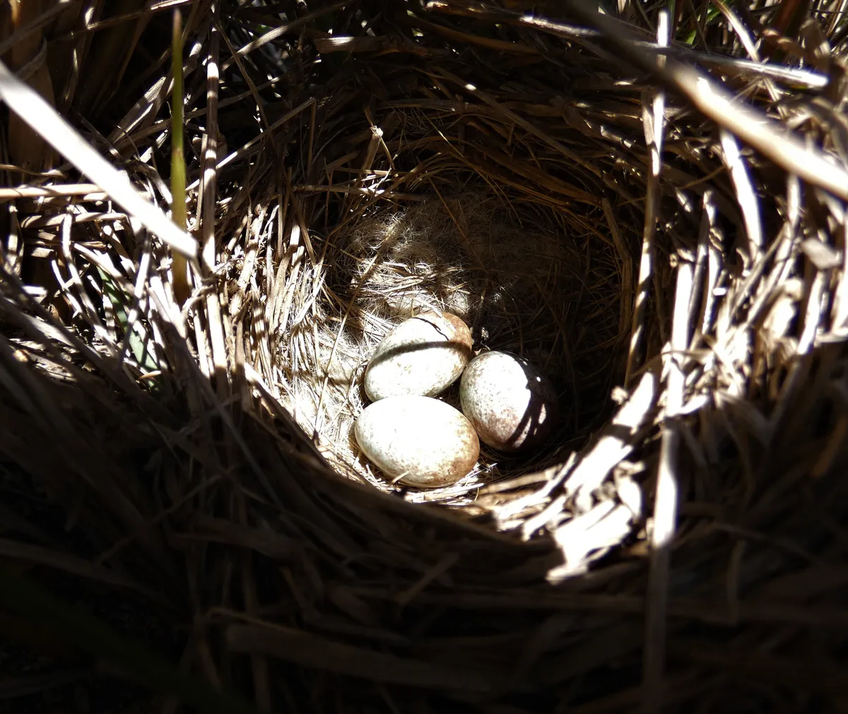 Gorrión de Collar Rufo