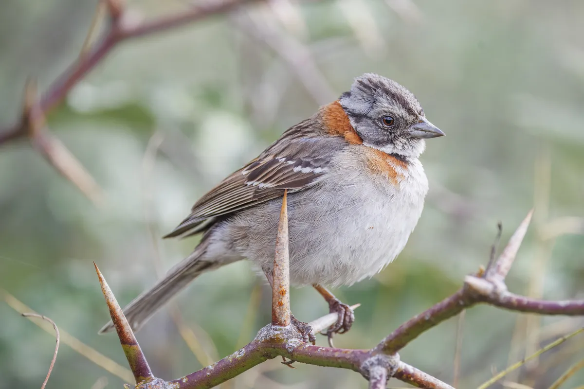 Gorrión de Collar Rufo