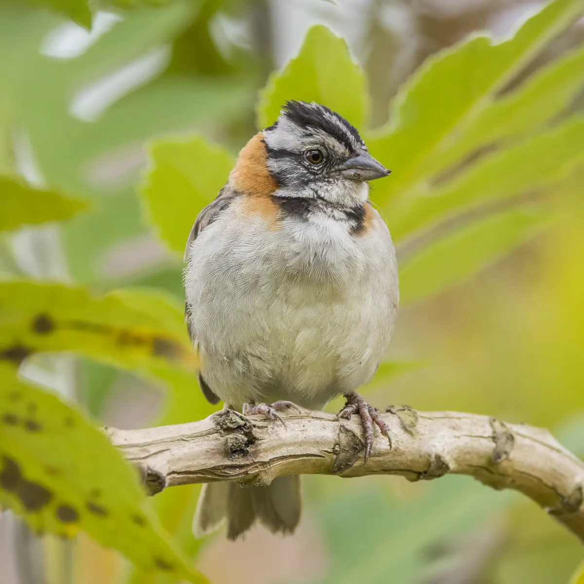 Gorrión de Collar Rufo