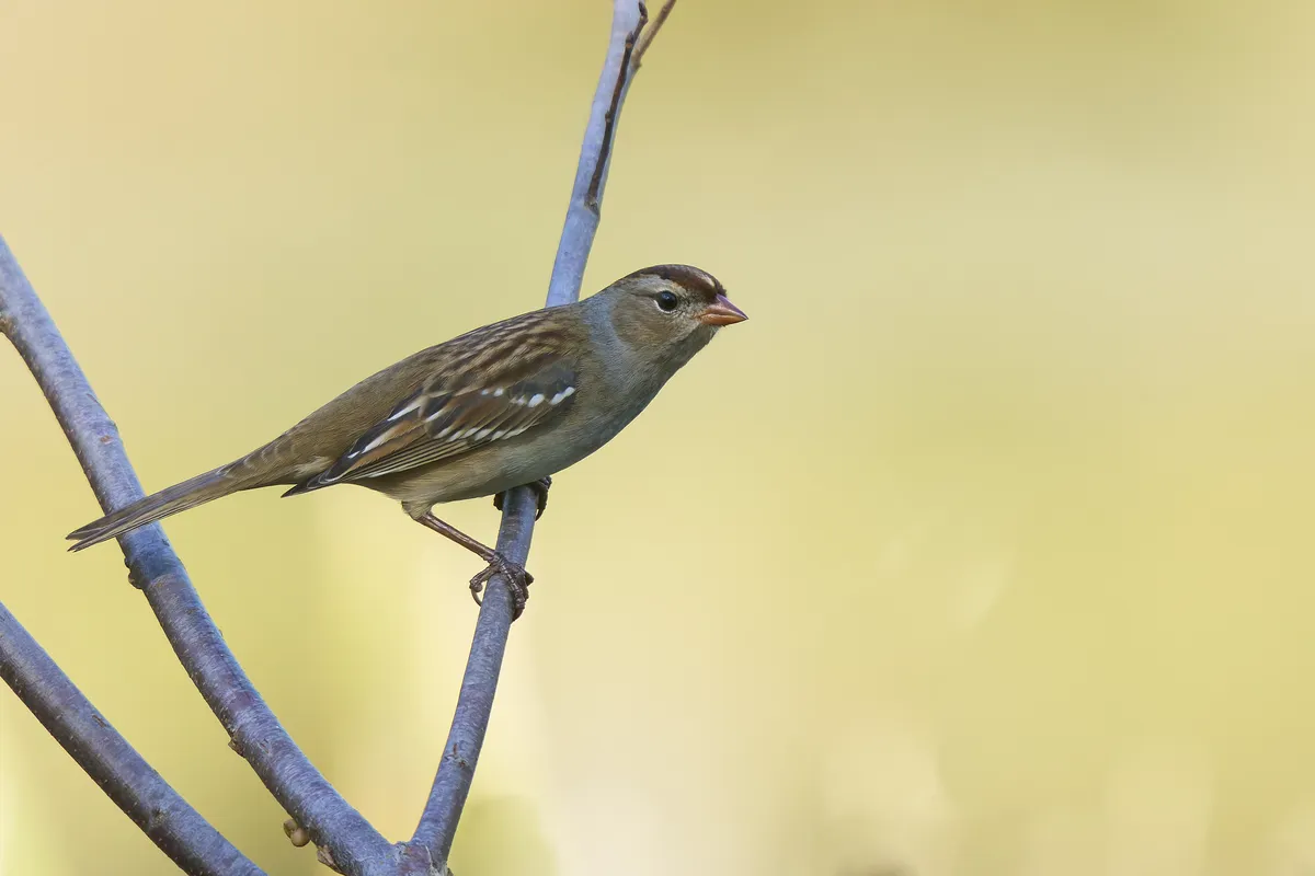 Gorrión de Corona Blanca