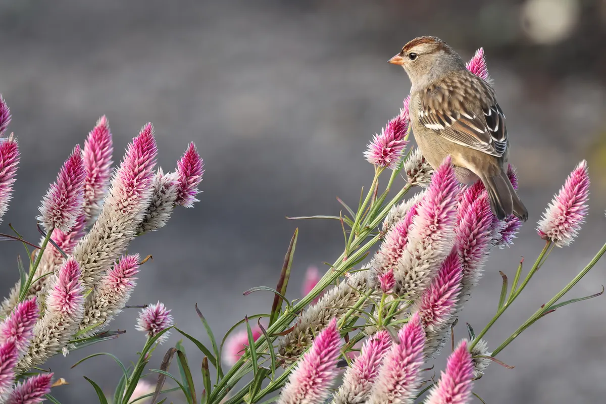 Gorrión de Corona Blanca