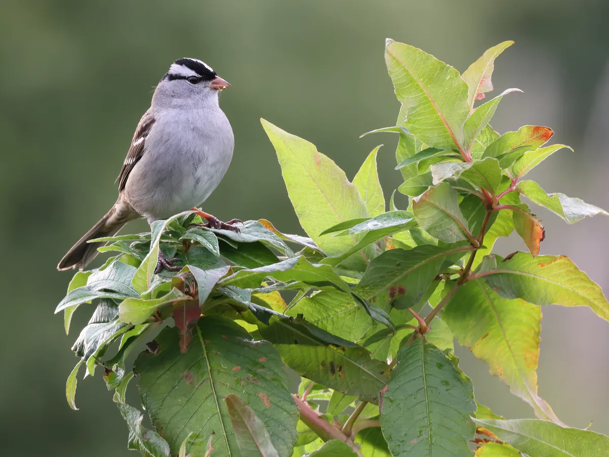 Gorrión de Corona Blanca
