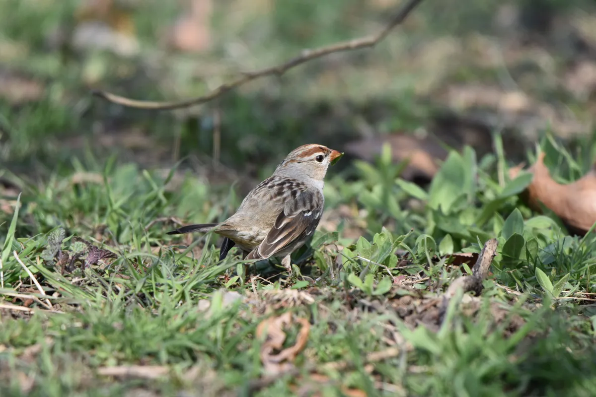 Gorrión de Corona Blanca