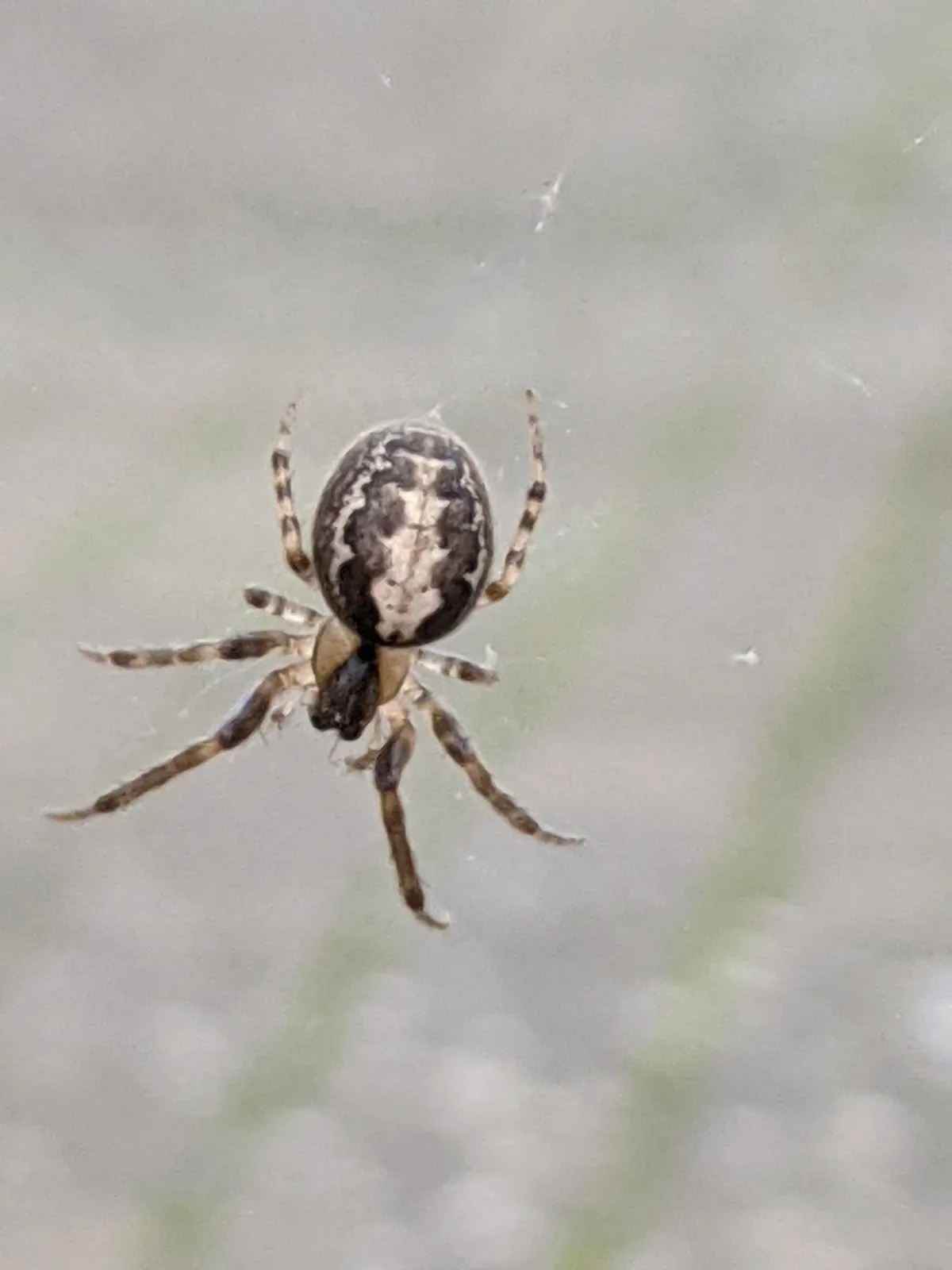 Araña de la X Ausente