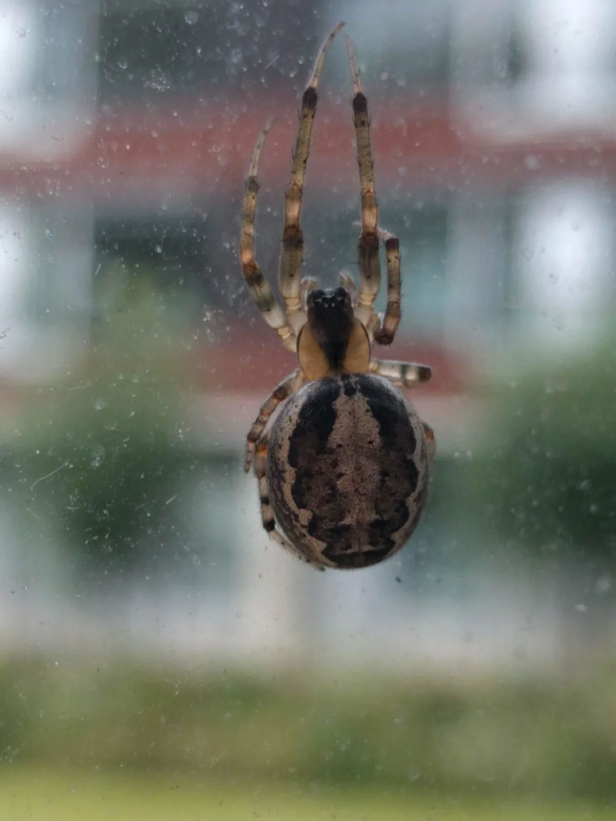 Araña de la X Ausente