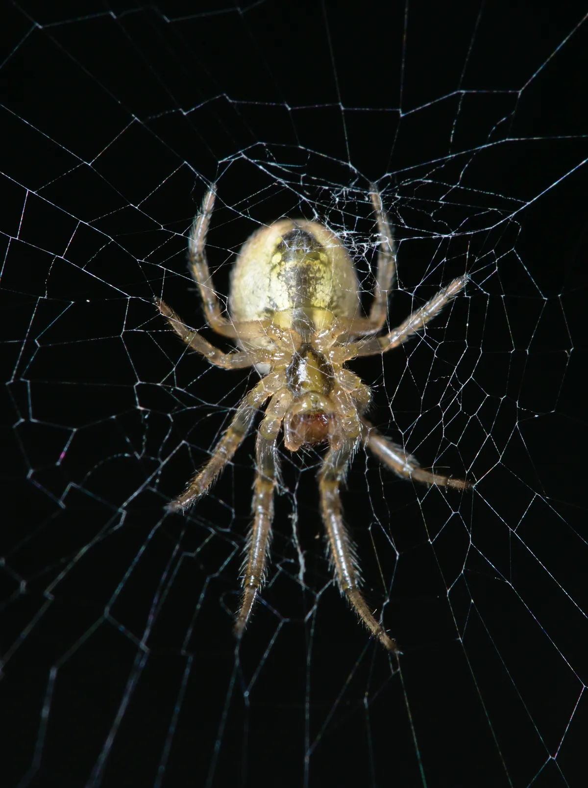 Araña de la X Ausente