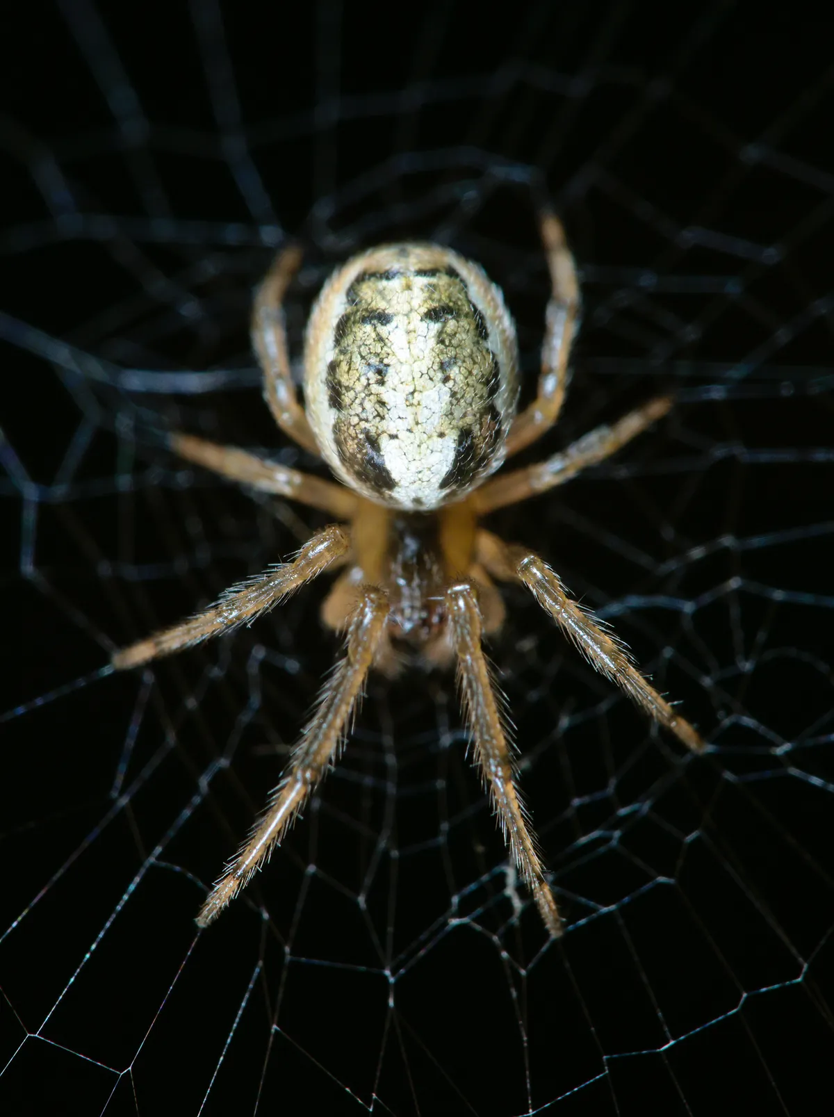 Araña de la X Ausente
